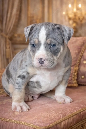 American Bully Tricolor XL