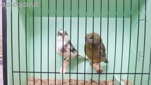 Gloster Kanarien und Crested 