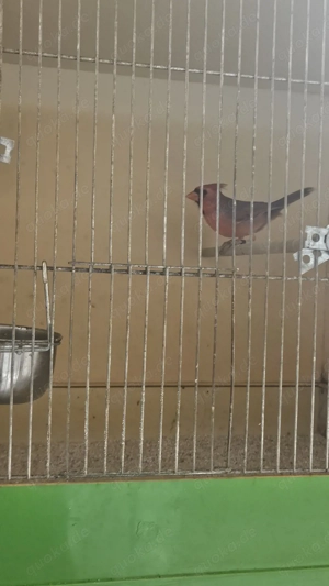 1.1 rote Kardinal abzugeben 