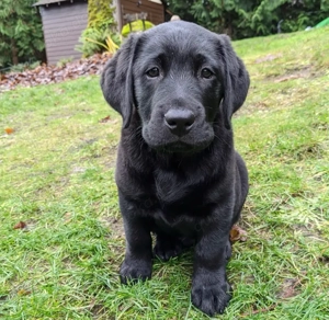 Niedliche Labrador-Welpen abzugeben   WhatsApp 015216458390