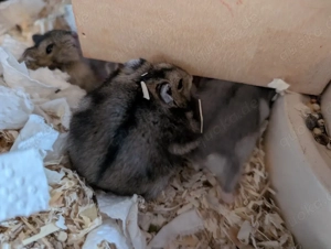 dschungarische Zwerghamster suchen ein Zuhause Bild 8