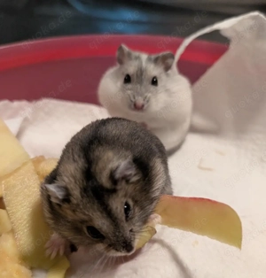 dschungarische Zwerghamster suchen ein Zuhause Bild 2