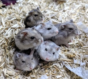 dschungarische Zwerghamster suchen ein Zuhause Bild 5