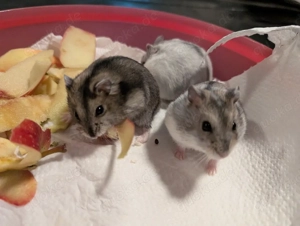 dschungarische Zwerghamster suchen ein Zuhause Bild 4