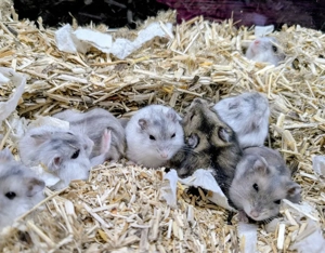 dschungarische Zwerghamster suchen ein Zuhause