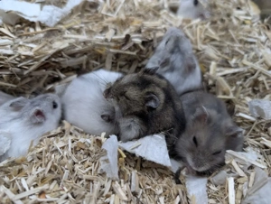 dschungarische Zwerghamster suchen ein Zuhause Bild 10