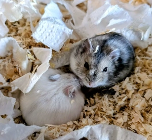 dschungarische Zwerghamster suchen ein Zuhause Bild 9