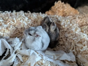 dschungarische Zwerghamster suchen ein Zuhause Bild 7