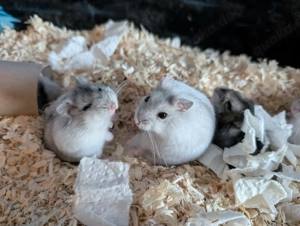 dschungarische Zwerghamster suchen ein Zuhause Bild 6