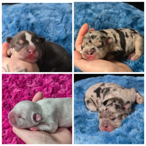 Französische Bulldogge-Welpen mit Ahnentafel in besonderen Farben 