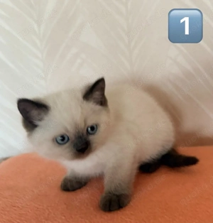 Wunderschöne reinrassige BKH Kitten abzugegen