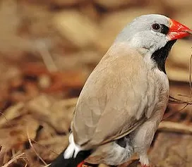 Suche Spitzschwanzamadinen Henne.    