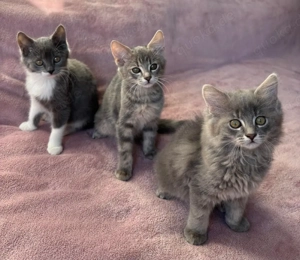 Traumhafte Maine Coon - BKH Kitten Langhaar