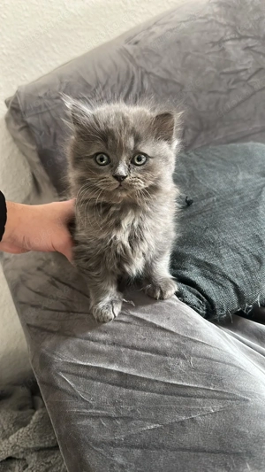 Britisch lang Haar Katze 300 Euro 