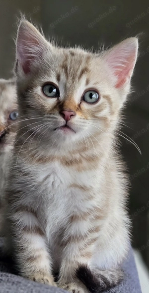 Die Magie der Bengirma 