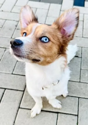 Blue mit den blauen Augen - unser kleines Energiebündel