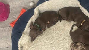 Dackelwelpen suchen zuhause.