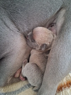 Französische Bulldogge 