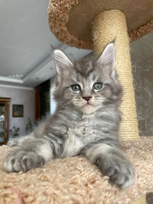 Süße Maine Coon Kätzchen suchen ein neues Zuhause