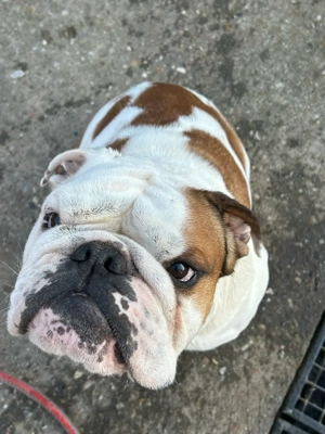 Englische Bulldogge 