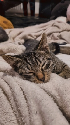 Katzen kinder suchen Zuhause