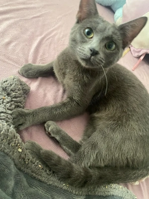 Graue tabby Katze Pandora (siam  Toyger mix)