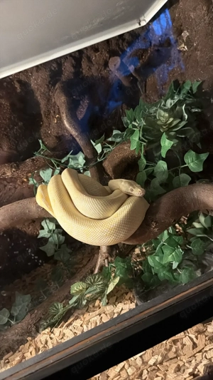 Teppichpython mit Terra