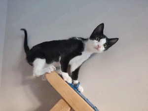 Kitten Katze Kater Tierschutz Bundesweite Vermittlung 