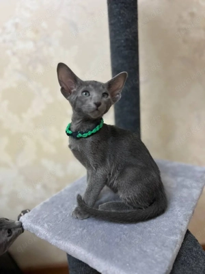 Russisch Blau Kätzchen mit Stammbaum Bereit für neue Wohnungen 