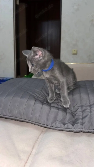 Russisch Blau Kätzchen mit Stammbaum