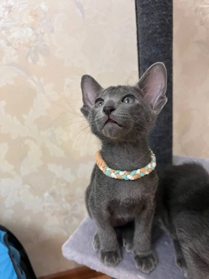 Russisch Blau Kätzchen mit Stammbaum