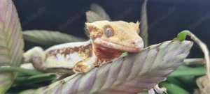 Kronengecko Dame   Red Lilly White   NZ 2023