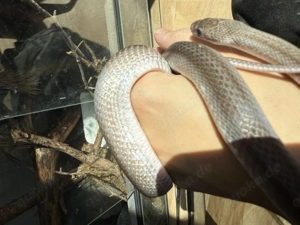 Pewter Pied Kornnatter 0.1