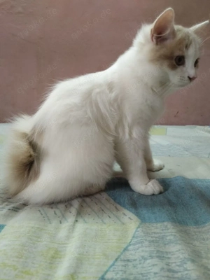 Drei süße perser suchen neuen Dosenöffner