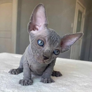 Sphynx kitten mit Stammbaum Bild 2