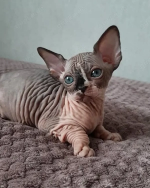 Wunderschöne männliche und weibliche Sphynx-Kätzchen 