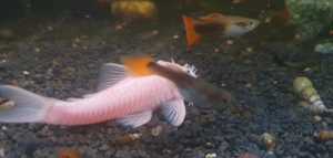 L 144 Snowwhite - Bock - Ancistrus