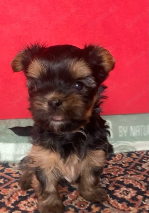 Yorkshire Terrier 