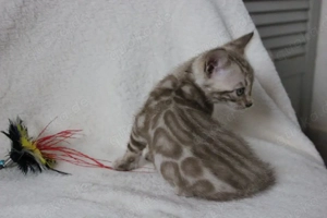 Reinrassige Bengalkatzen mit Stammbaum