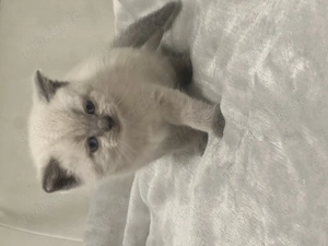  Wunderschöne BKH-Kitten nur noch 2 übrig 