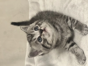  Wunderschöne BKH-Kitten suchen ein liebevolles Zuhause 