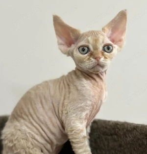 Devon Rex-Kätzchen (männlich und weiblich)