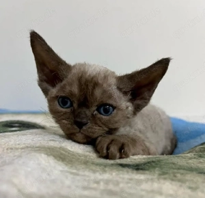 Devon Rex-Kätzchen (männlich und weiblich)
