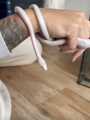 Schneeweiße Kornnatter 0.1 (Lavamint blood motley pied)