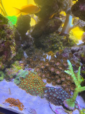 Zoanthus Korallen Ableger Bild 2