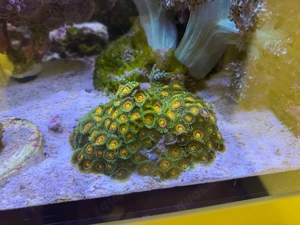 Zoanthus Korallen Ableger