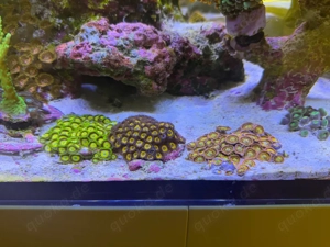 Zoanthus Korallen Ableger Bild 3