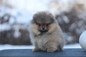 Pommeranian
