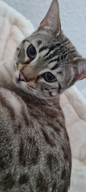 Kater zu verkaufen 3J