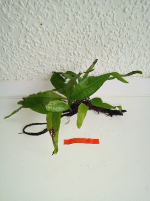 Javafarn (Microsorum pteropus) ca. 13 bis 20 cm